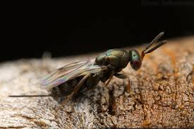 Attēlu rezultāti vaicājumam “Torymidae”