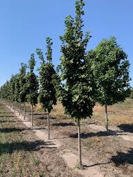 Attēlu rezultāti vaicājumam “Acer platanoides”