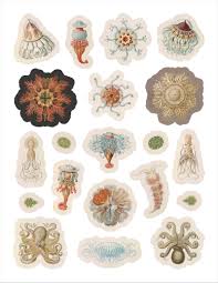 Image result for ernst haeckel