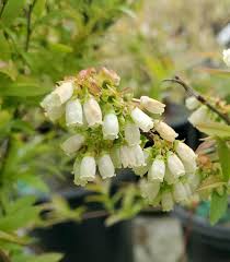 Attēlu rezultāti vaicājumam “Vaccinium angustifolium”