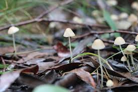 Attēlu rezultāti vaicājumam “Mycena”