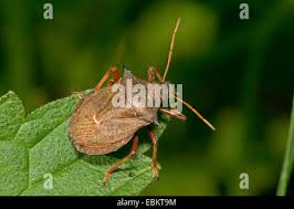 Attēlu rezultāti vaicājumam “Picromerus bidens”