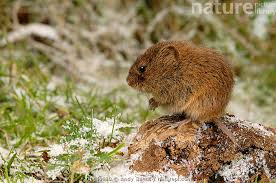 Attēlu rezultāti vaicājumam “Microtus agrestis”