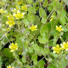 Attēlu rezultāti vaicājumam “Saxifraga cymbalaria flower”