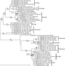 Attēlu rezultāti vaicājumam “Stuckenia filiformis bud”