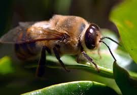 Attēlu rezultāti vaicājumam “Apis mellifera”