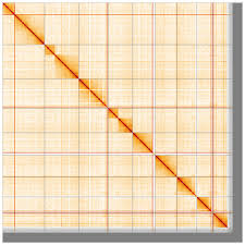 Attēlu rezultāti vaicājumam “Schizotus pectinicornis larva”