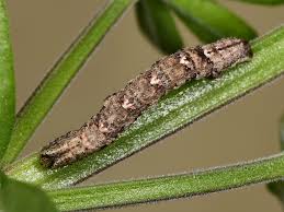 Attēlu rezultāti vaicājumam “Catarhoe rubidata”