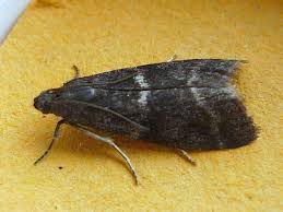 Attēlu rezultāti vaicājumam “Ortholepis betulae”