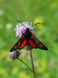 Attēlu rezultāti vaicājumam “Zygaena sp.”