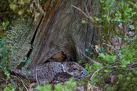 Attēlu rezultāti vaicājumam “Bonasa bonasia eggs”