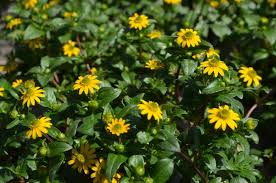 Image result for Sanvitalia procumbens