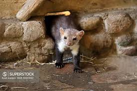 Attēlu rezultāti vaicājumam “Martes foina”