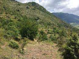 Attēlu rezultāti vaicājumam “Satyrium pruni underside”