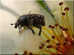 Attēlu rezultāti vaicājumam “Oxythyrea funesta imago”