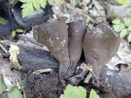 Attēlu rezultāti vaicājumam “Urnula craterium”