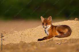 Attēlu rezultāti vaicājumam “Vulpes vulpes  juvenile”