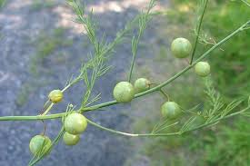 Attēlu rezultāti vaicājumam “Asparagus officinalis leaf”