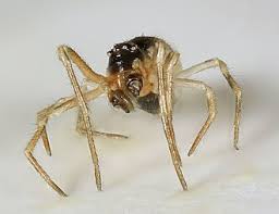 Attēlu rezultāti vaicājumam “Paidiscura pallens”