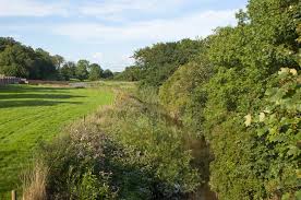 Image result for ecclestone looprek