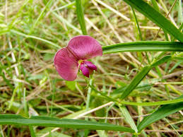 Attēlu rezultāti vaicājumam “Lathyrus sylvestris leaf”