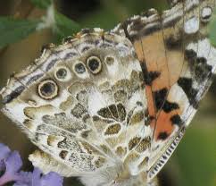 Attēlu rezultāti vaicājumam “Vanessa cardui underside”