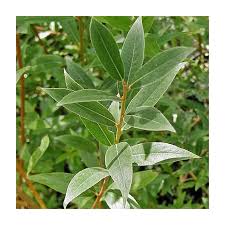 Attēlu rezultāti vaicājumam “Salix alba”