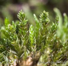 Attēlu rezultāti vaicājumam “Platygyrium repens”