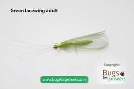 Attēlu rezultāti vaicājumam “Chrysopa”