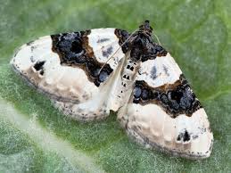 Attēlu rezultāti vaicājumam “Cosmorhoe ocellata”