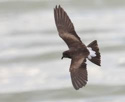 Image result for Oceanodroma castro