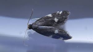 Attēlu rezultāti vaicājumam “Semioscopis avellanella imago”