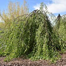 Attēlu rezultāti vaicājumam “Willkommlangea reticulata young”