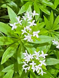 Attēlu rezultāti vaicājumam “Galium odoratum leaf”
