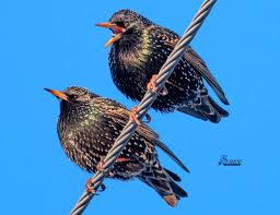 Attēlu rezultāti vaicājumam “Sturnus vulgaris male”