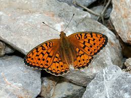 Attēlu rezultāti vaicājumam “Argynnis niobe”