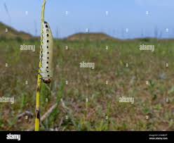 Attēlu rezultāti vaicājumam “Diprion pini male”