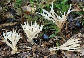 Attēlu rezultāti vaicājumam “Tremellodendropsis tuberosa”