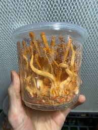 Attēlu rezultāti vaicājumam “Cordyceps militaris”
