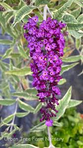 Image result for Buddleja davidii