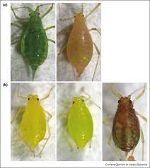 Attēlu rezultāti vaicājumam “Aphididae”