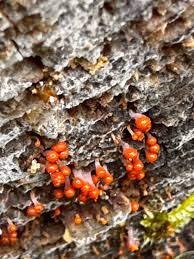 Attēlu rezultāti vaicājumam “Physarum diderma macro”