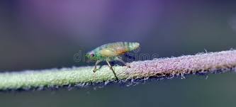 Attēlu rezultāti vaicājumam “Philaenus spumarius nymph”