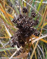 Attēlu rezultāti vaicājumam “Cladium mariscus”
