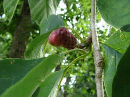 Attēlu rezultāti vaicājumam “Magnolia acuminata fruit”