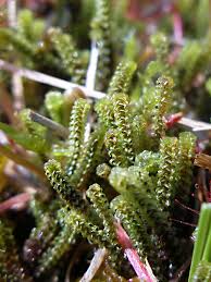 Attēlu rezultāti vaicājumam “Paludella squarrosa”