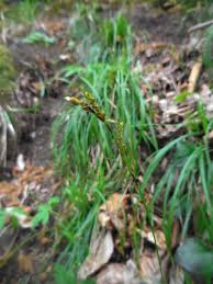 Attēlu rezultāti vaicājumam “Carex digitata fruit”