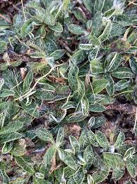 Attēlu rezultāti vaicājumam “Pilosella officinarum leaf”