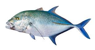 Image result for Caranx melampygus