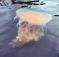 Image result for Phacellophora camtschatica